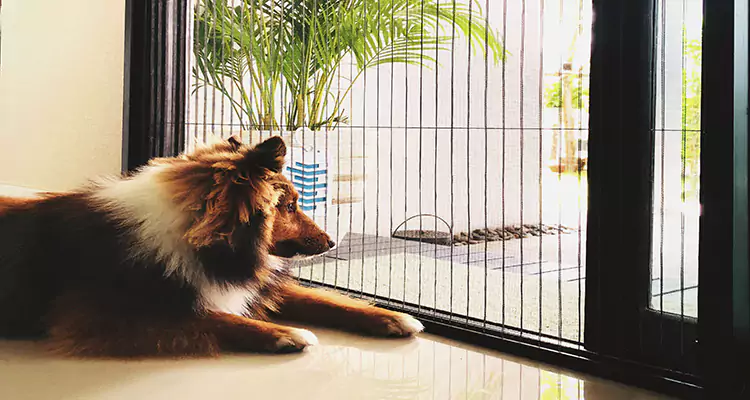 Sliding Screen Pet Door Repair in Hayward, CA