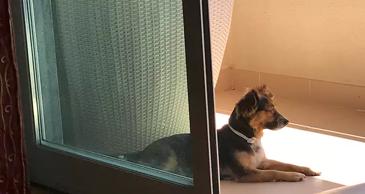 French Door Pet Screen Repair in Hayward, CA